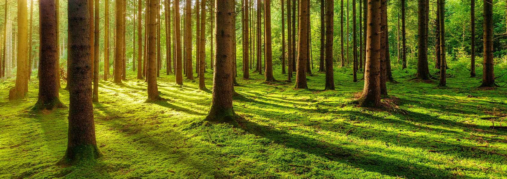 Foresta verde